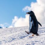 What the Nihilistic Penguin Meme Reveals About Burnout