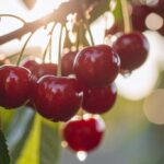 Best Fruit for Inflammation for a Balanced Healthy Diet