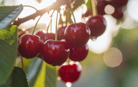 best fruit for inflammation