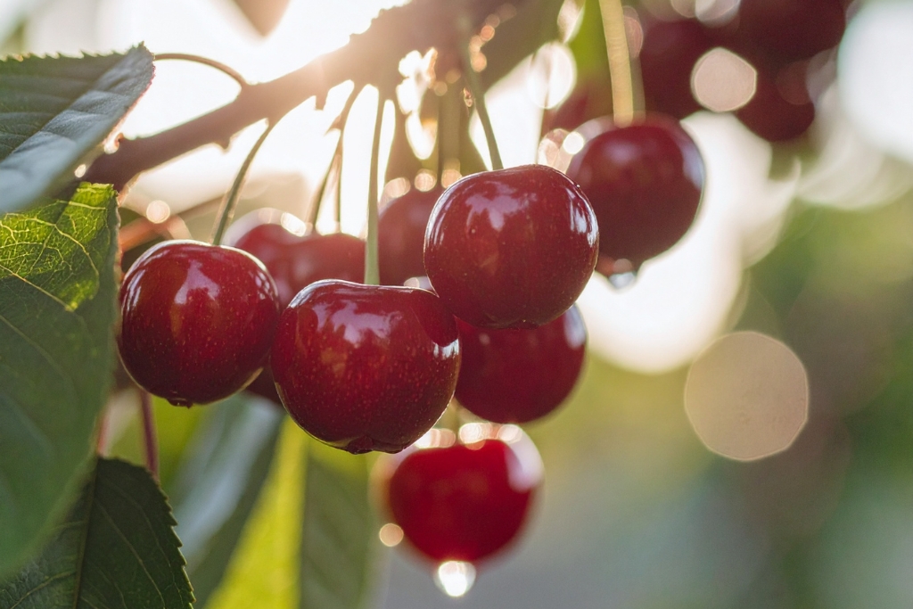 best fruit for inflammation