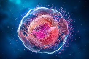Apoptosis healthy agein